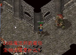 26级魔法师的最佳宠物选择是什么? 26级魔法师的最佳宠物选择是什么?